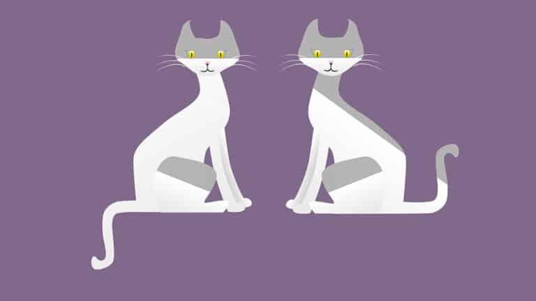 Two Identical Cats
