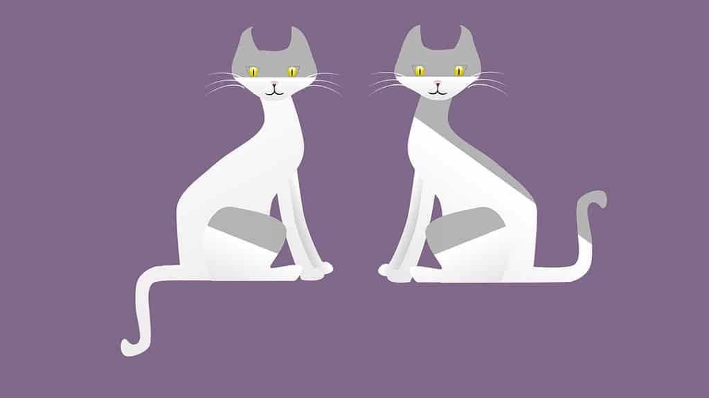 Two Identical Cats