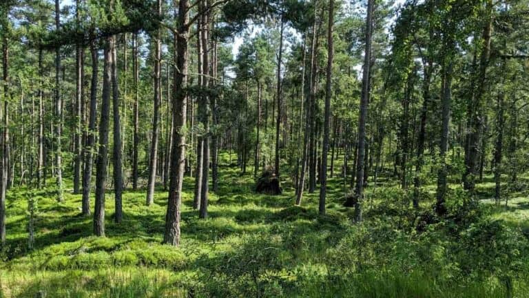 Anagach Woods, Grantown on Spey