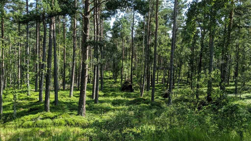 Anagach Woods, Grantown on Spey